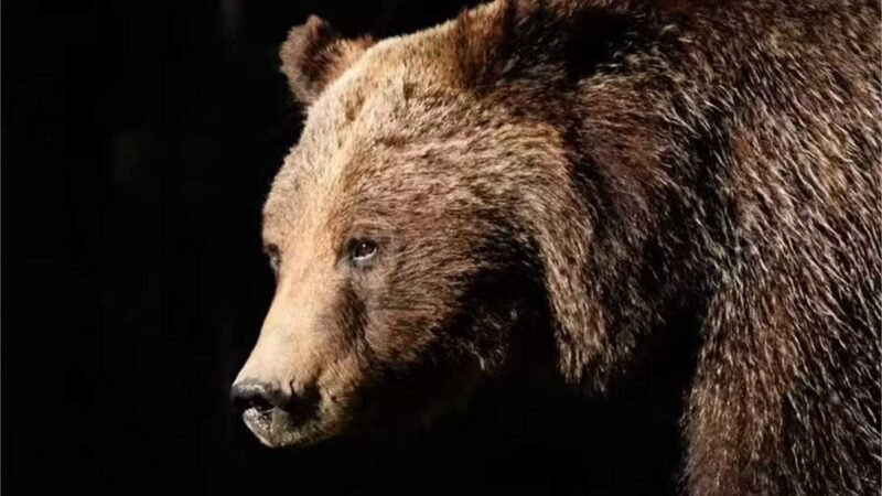 Grizzly 399, a ursa mais famosa do mundo, morre atropelada em parque nos EUA