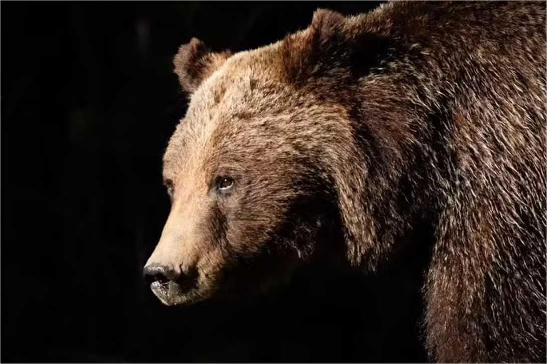Grizzly 399, a ursa mais famosa do mundo, morre atropelada em parque nos EUA