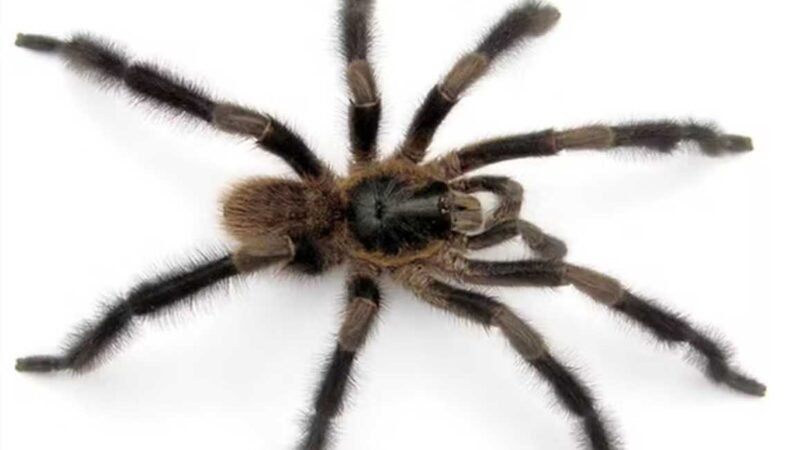 Nova espécie de tarântula impressiona pelo tamanho e quantidade de pelos