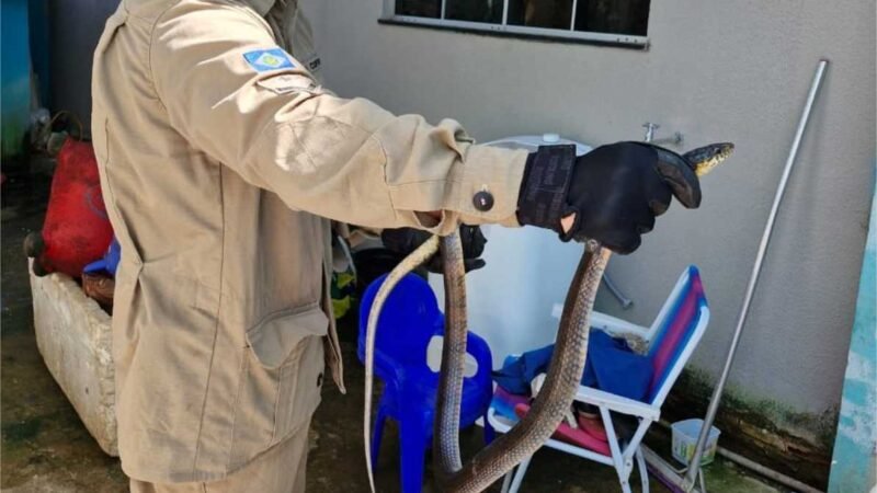 Corpo de Bombeiros alerta para aparecimento de animais peçonhentos em áreas urbanas