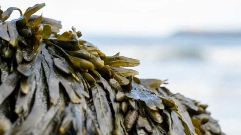 Proteínas de algas marinhas podem reduzir em até 95% a dose de antibiótico