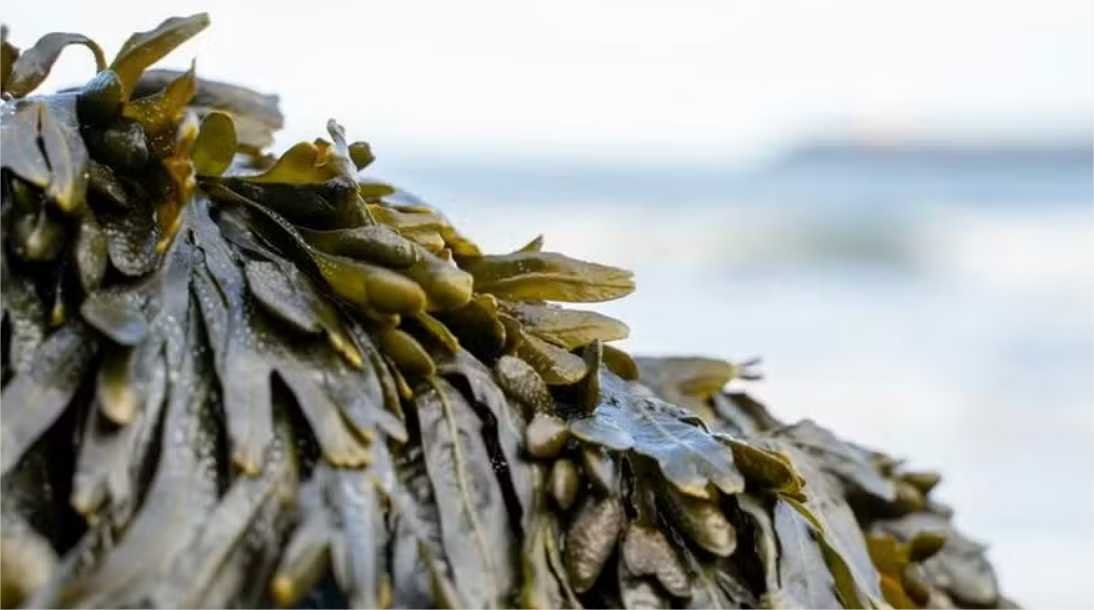Proteínas de algas marinhas podem reduzir em até 95% a dose de antibiótico