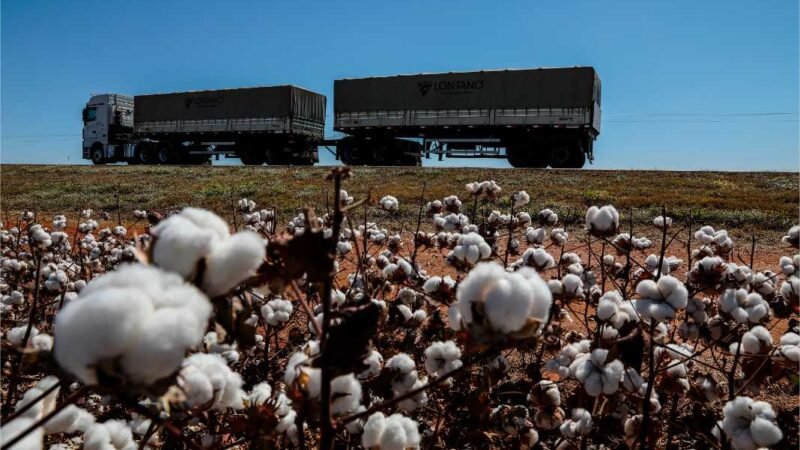 Produtores de algodão de MT têm até sábado (15) para fazer cadastro das propriedades