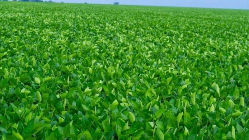 MT Clima e Mercado encerra a segunda semana de viagens, percorrendo mais de 2 mil km nas regiões sul e leste do estado