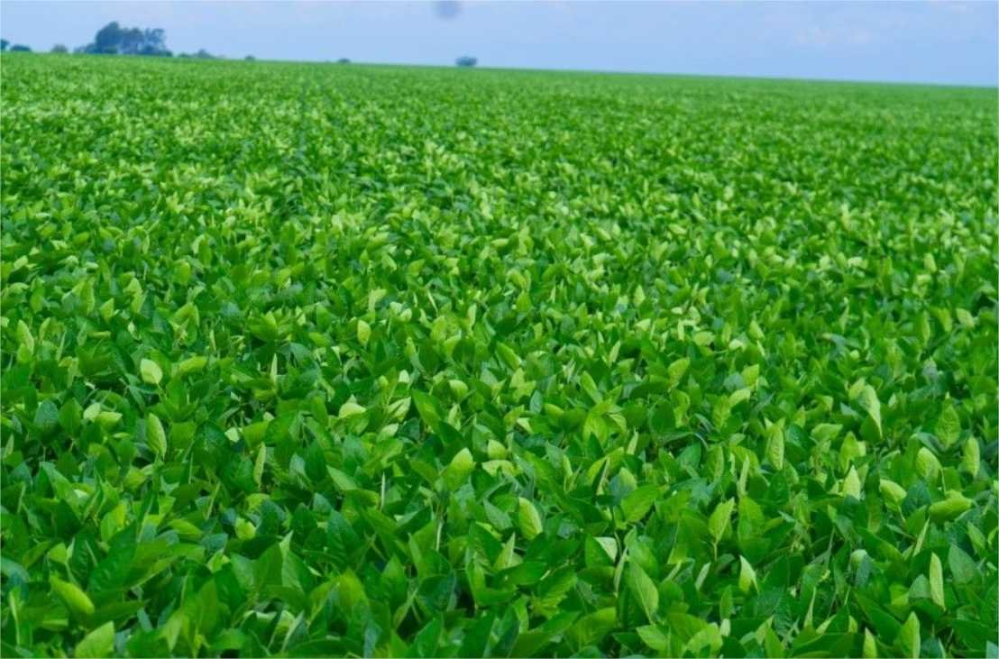 MT Clima e Mercado encerra a segunda semana de viagens, percorrendo mais de 2 mil km nas regiões sul e leste do estado