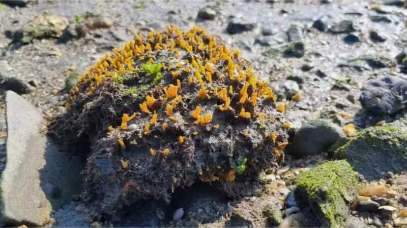 Esponjas: como os animais mais antigos do planeta lidam com o lixo plástico