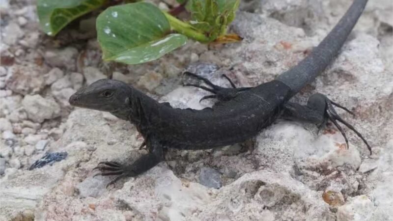 Lagarto que estava quase extinto é salvo graças a ação ambiental no Caribe