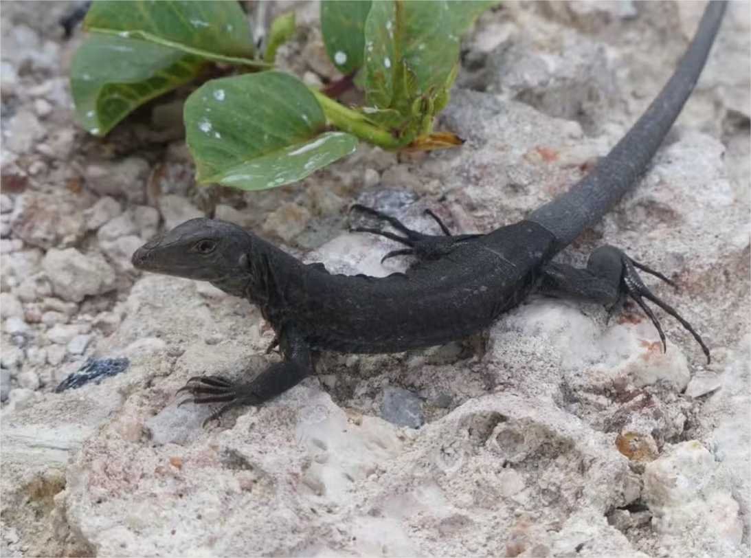Lagarto que estava quase extinto é salvo graças a ação ambiental no Caribe
