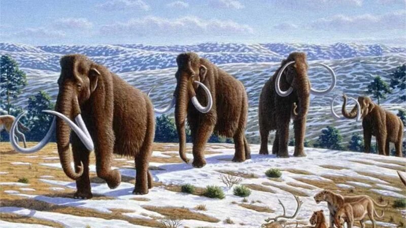 Antigos habitantes da América comiam mamutes, revela ossada de 13 mil anos