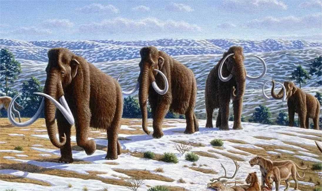 Antigos habitantes da América comiam mamutes, revela ossada de 13 mil anos