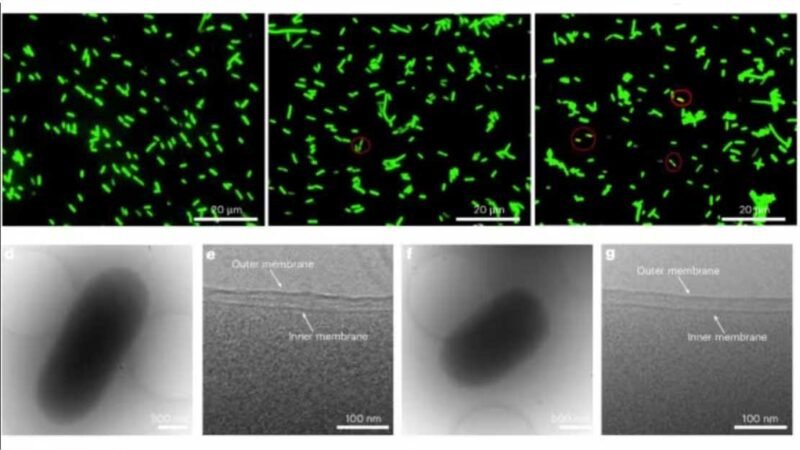 Cientistas revestem bactérias com “capa de Superman” para criarem remédios