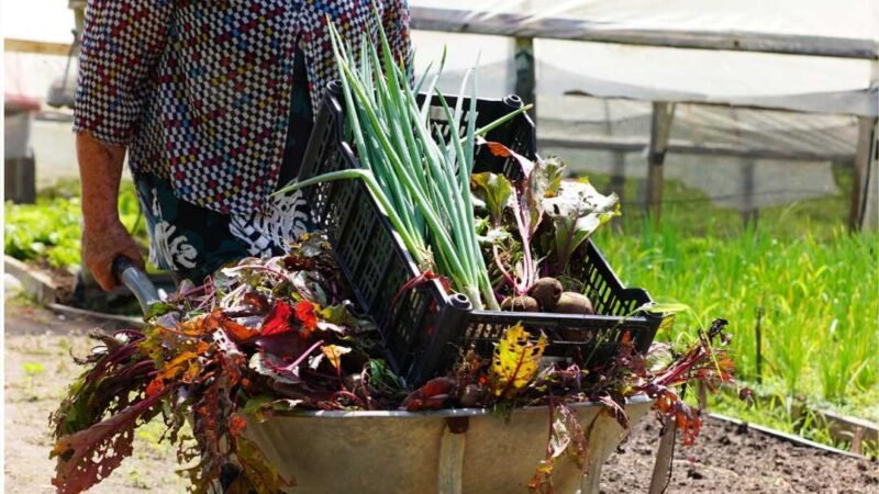 Com apoio da Seaf, Semana da Agroecologia começa nesta terça-feira (03) em Cuiabá