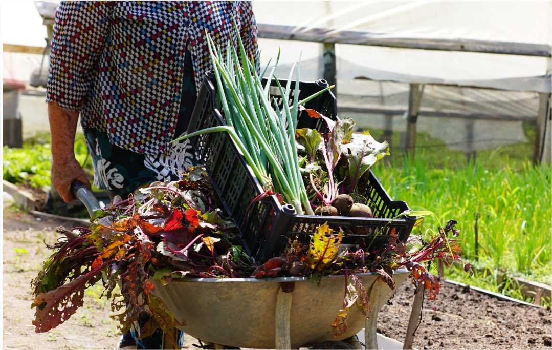 Com apoio da Seaf, Semana da Agroecologia começa nesta terça-feira (03) em Cuiabá