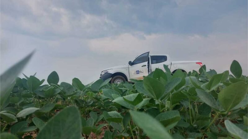 Prazo para plantio de soja em Mato Grosso termina no dia 07 de janeiro