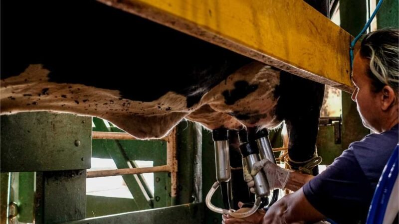 Programa do Governo de MT para melhoramento genético do rebanho leiteiro alcança mais de dois mil produtores