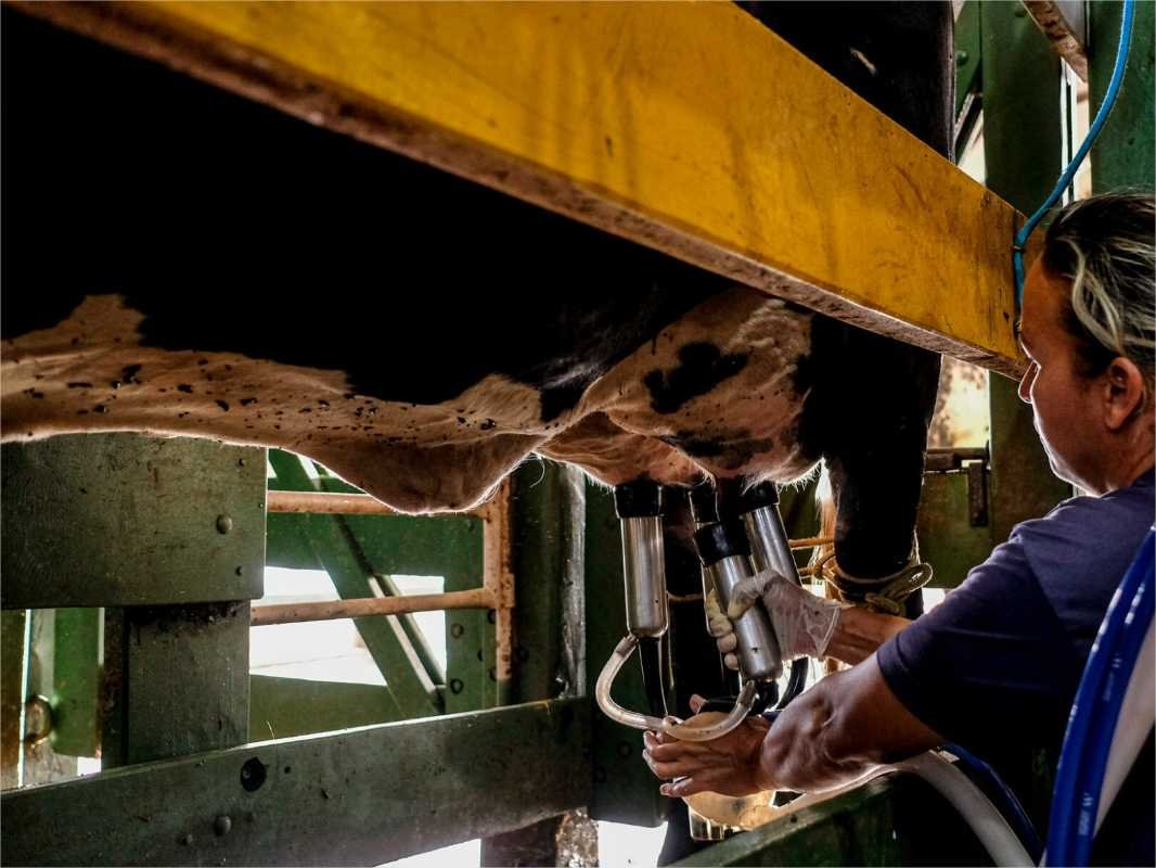 Programa do Governo de MT para melhoramento genético do rebanho leiteiro alcança mais de dois mil produtores