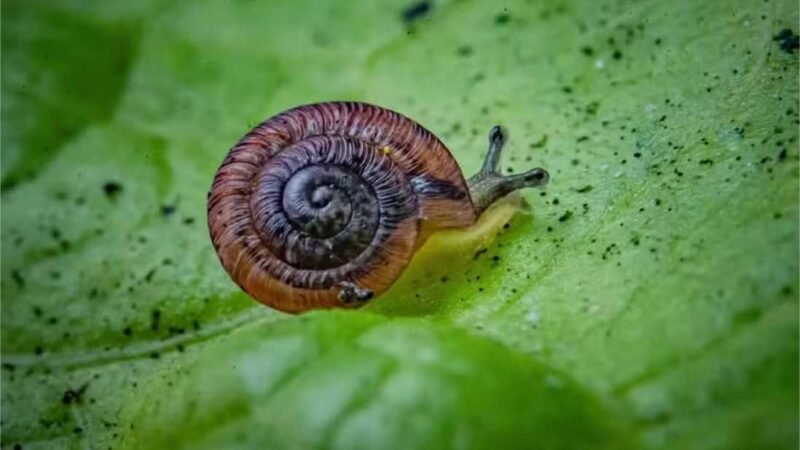 Caracóis à “beira da extinção” há 100 anos voltam à natureza