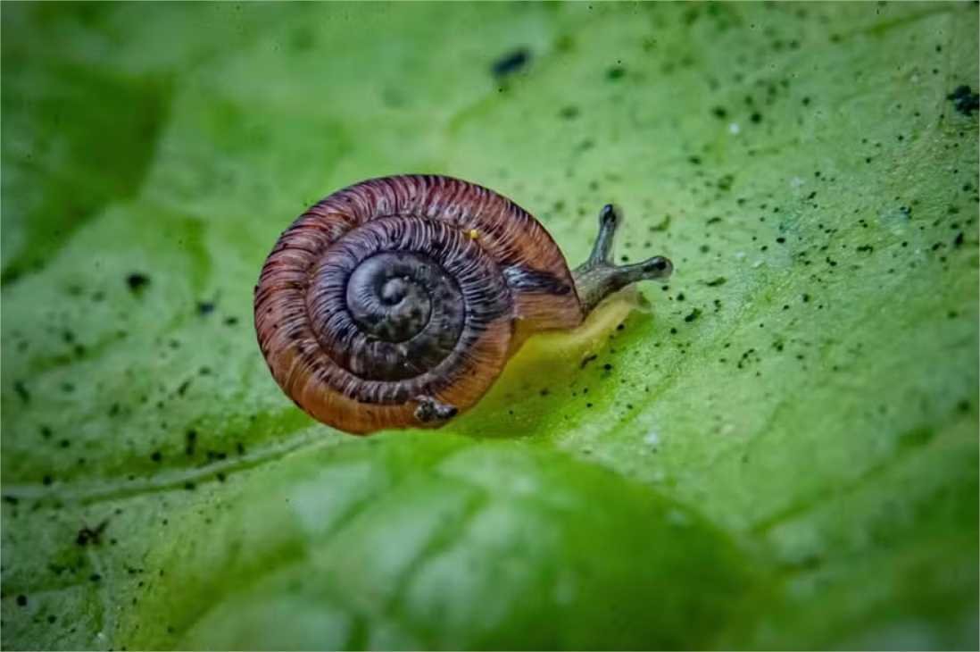 Caracóis à “beira da extinção” há 100 anos voltam à natureza