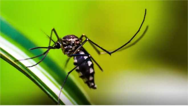 SES alerta para medidas de prevenção contra a dengue, zika e chikungunya