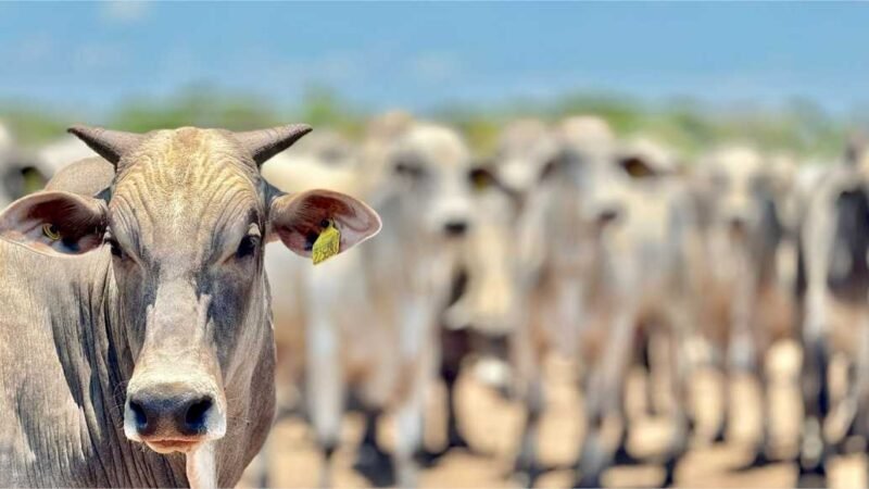Mato Grosso registra aumento de 18,2% no abate de bovinos e mantém crescimento no setor pecuário, segundo IBGE