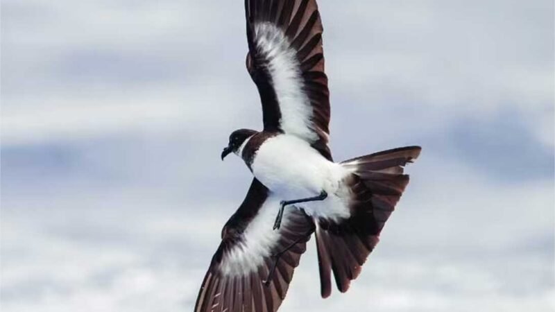 Ave ameaçada retorna à ilha do Pacífico pela 1ª vez em mais de 100 anos