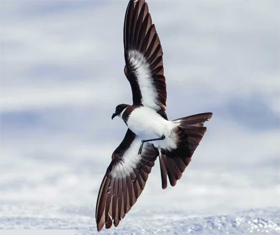 Ave ameaçada retorna à ilha do Pacífico pela 1ª vez em mais de 100 anos