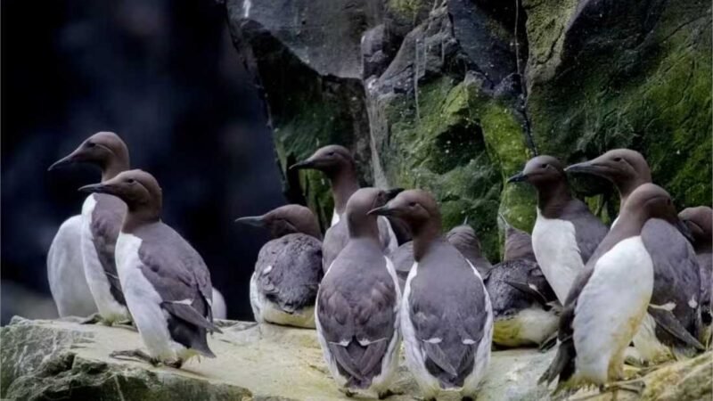 Fenômeno conhecido como “A Bolha” está por trás da morte em massa de 4 milhões de aves