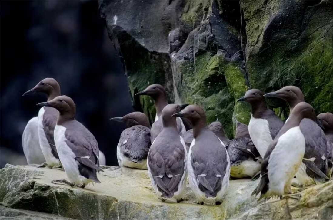 Fenômeno conhecido como “A Bolha” está por trás da morte em massa de 4 milhões de aves