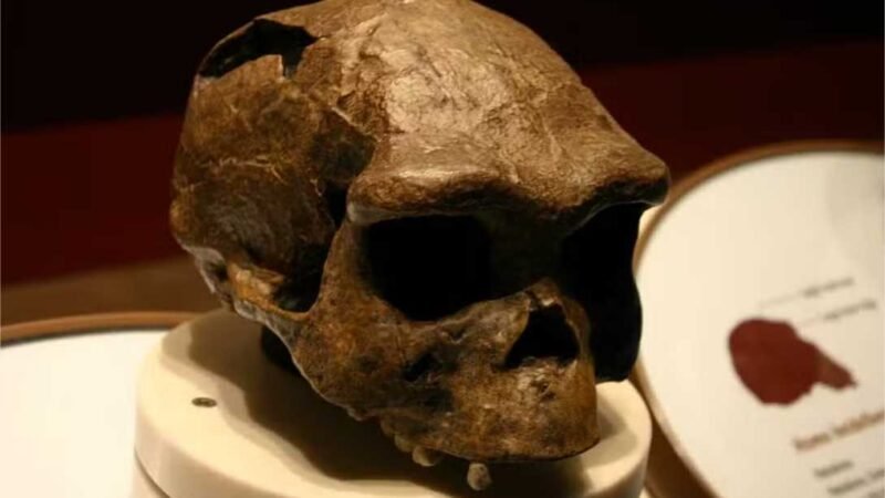 Homo erectus se adaptou a ambientes desérticos há 1.2 milhão de anos, diz estudo