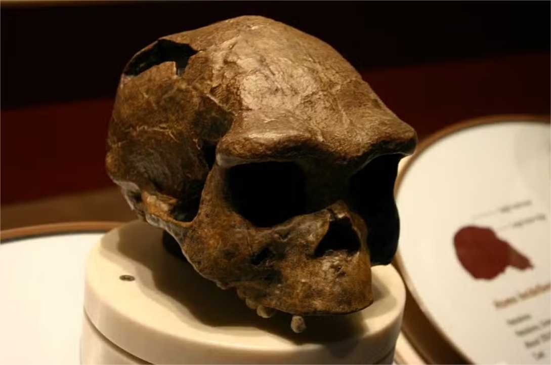 Homo erectus se adaptou a ambientes desérticos há 1.2 milhão de anos, diz estudo