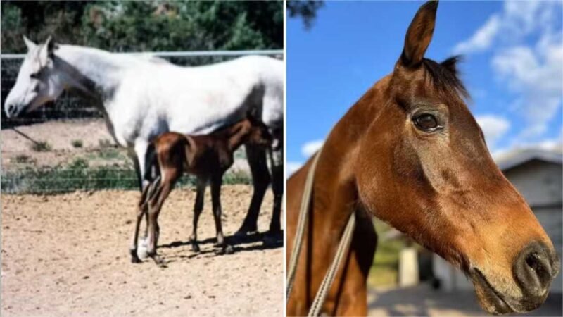 Égua mais velha do mundo morre com idade equivalente a 110 anos humanos