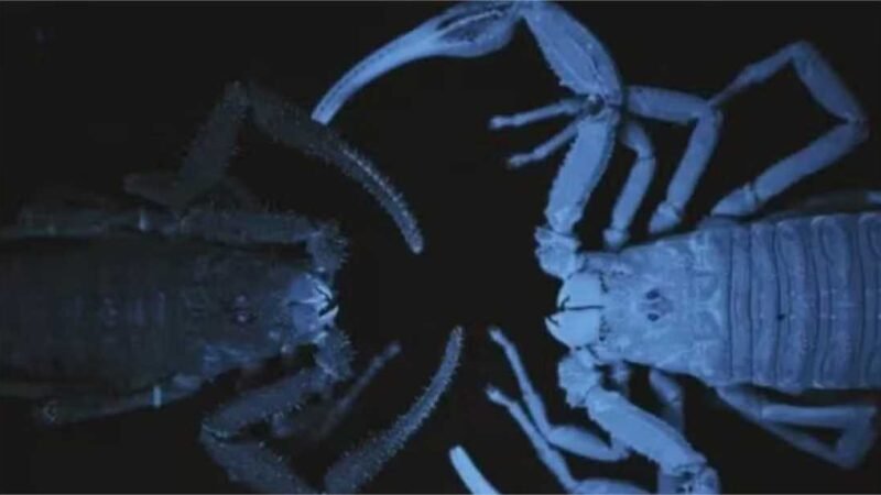 Nova espécie de escorpião descoberta na Colômbia pode espirrar veneno