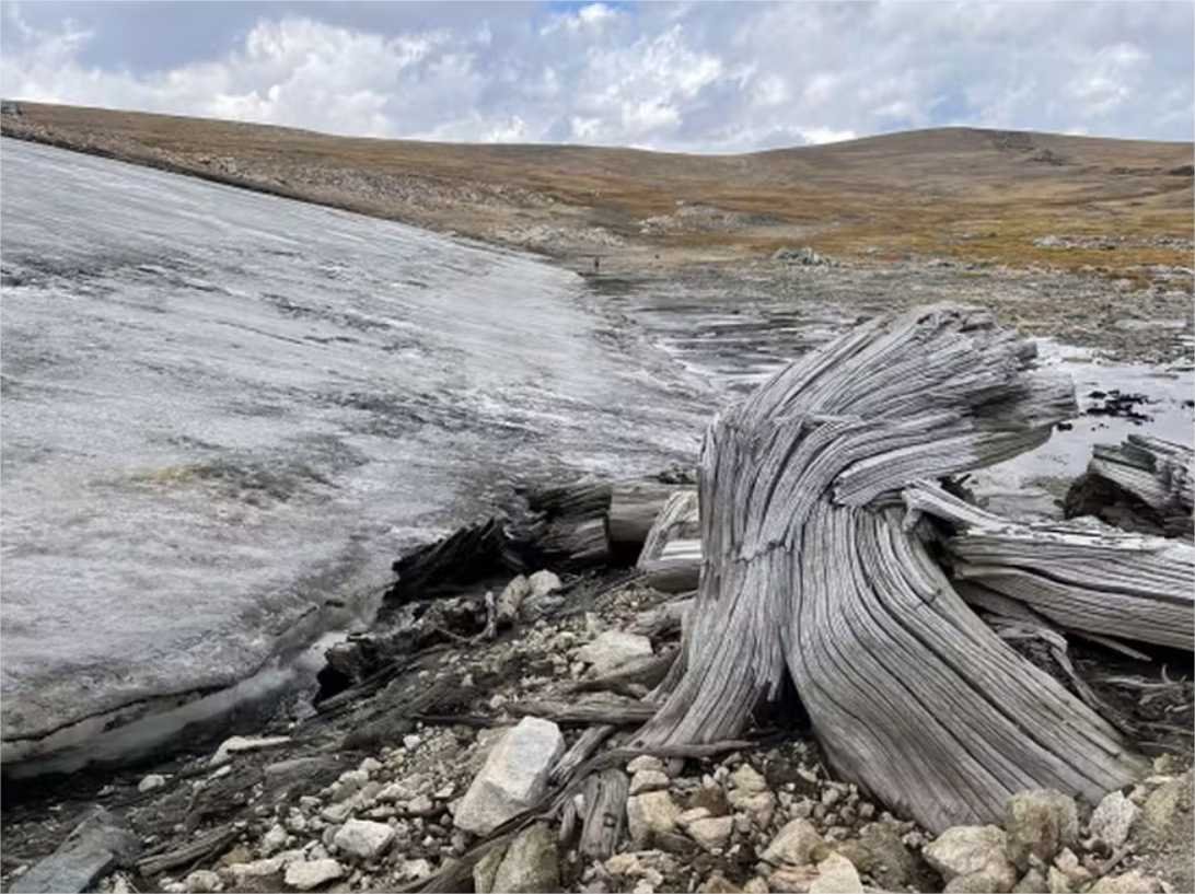 Degelo revela floresta de 6 mil anos escondida sob vegetação de cordilheira
