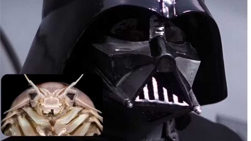Novo inseto marinho pesa mais de 1kg e ganha nome inspirado em Darth Vader