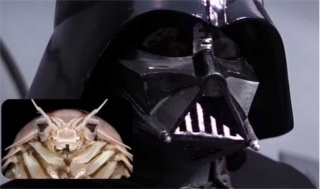 Novo inseto marinho pesa mais de 1kg e ganha nome inspirado em Darth Vader