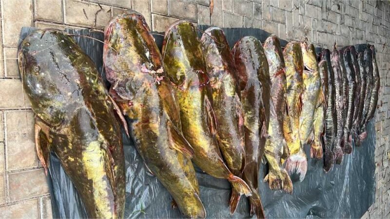 Batalhão Ambiental da PM prende irmãos com 223 quilos de pescado irregular em Várzea Grande