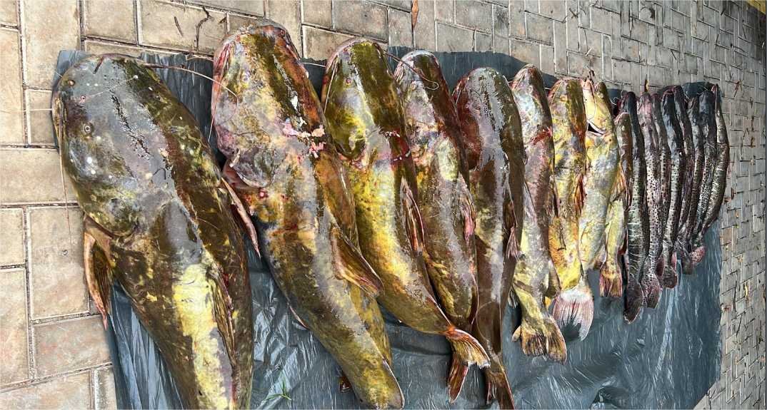 Batalhão Ambiental da PM prende irmãos com 223 quilos de pescado irregular em Várzea Grande