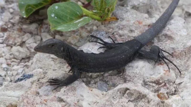 Lagarto que estava quase extinto é salvo graças a ação ambiental no Caribe