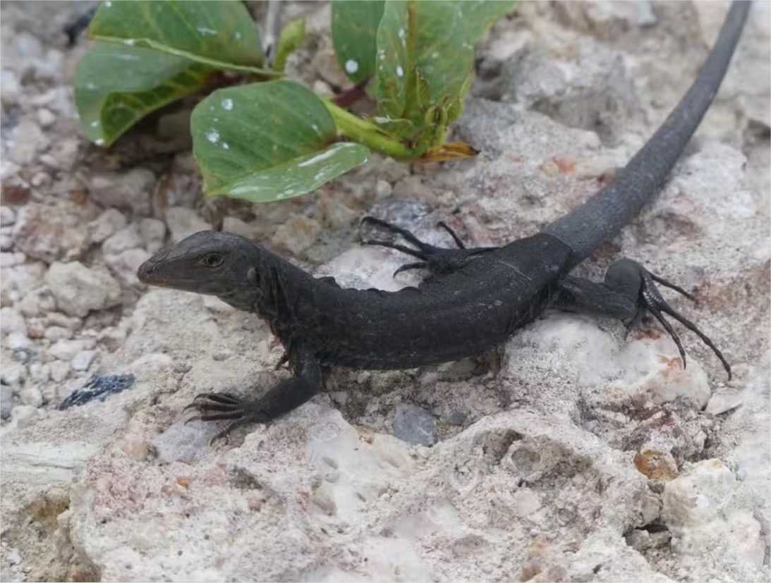 Lagarto que estava quase extinto é salvo graças a ação ambiental no Caribe
