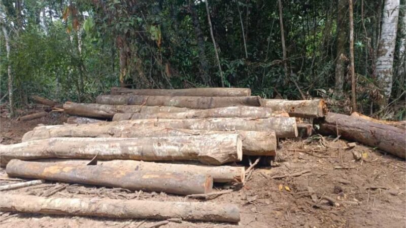 Batalhão Ambiental detém dupla e apreende máquina e toras de madeiras extraídas ilegalmente