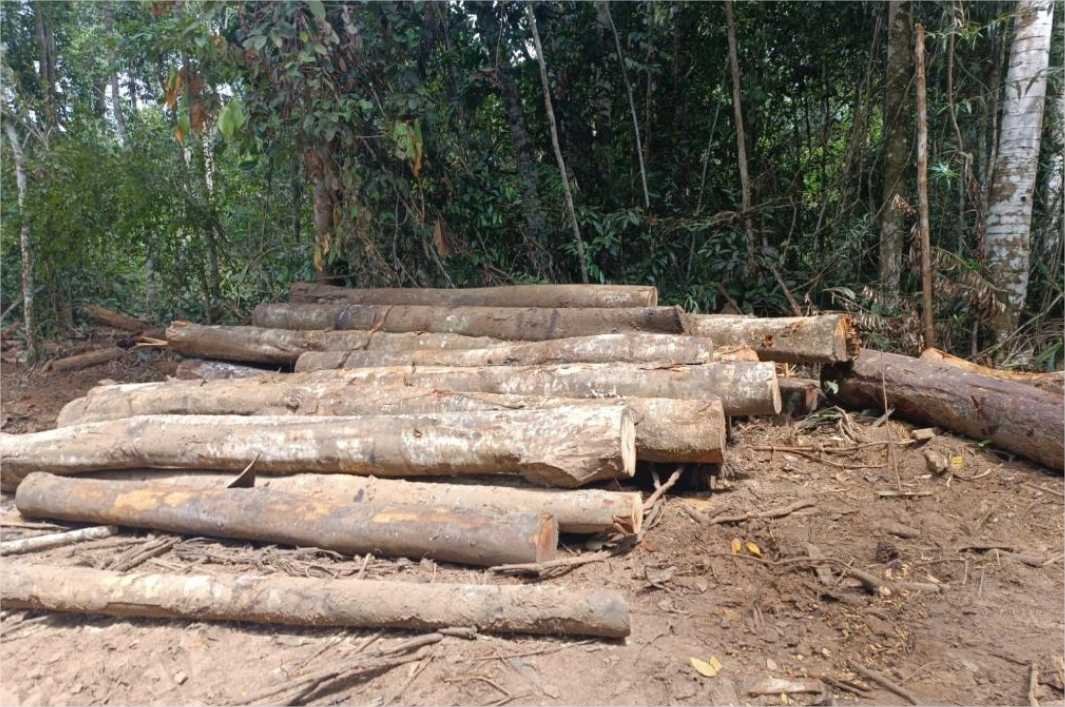 Batalhão Ambiental detém dupla e apreende máquina e toras de madeiras extraídas ilegalmente