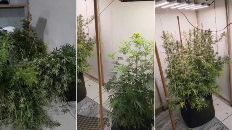Homem é preso com estufa de maconha em casa em MT
