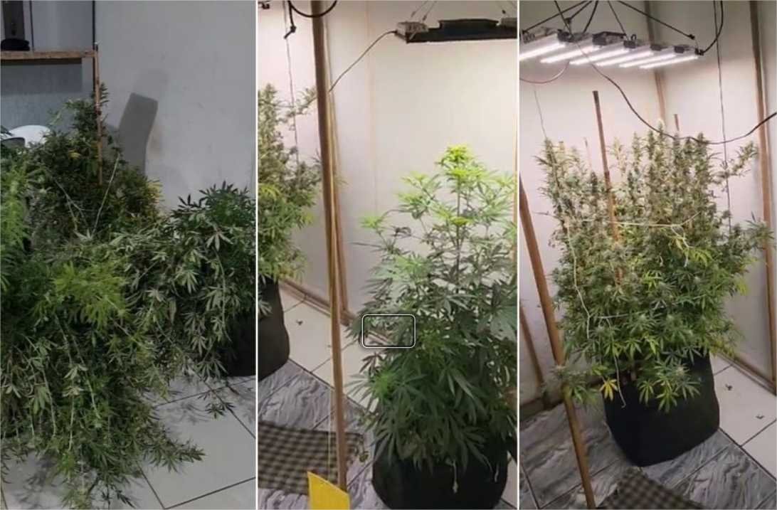 Homem é preso com estufa de maconha em casa em MT