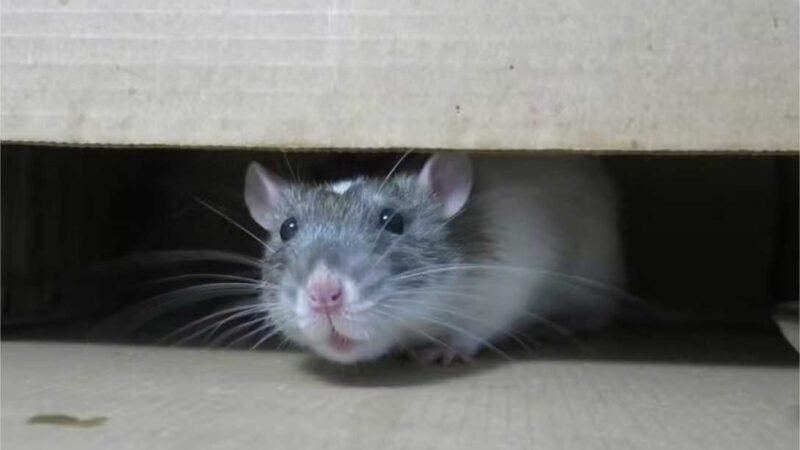 Criado em laboratório rato com dois pais que sobreviveu até a vida adulta
