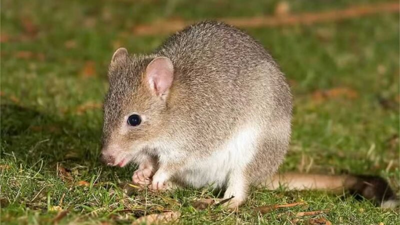 Espécie de marsupiais semelhantes a cangurus ressurgem após perigo de extinção
