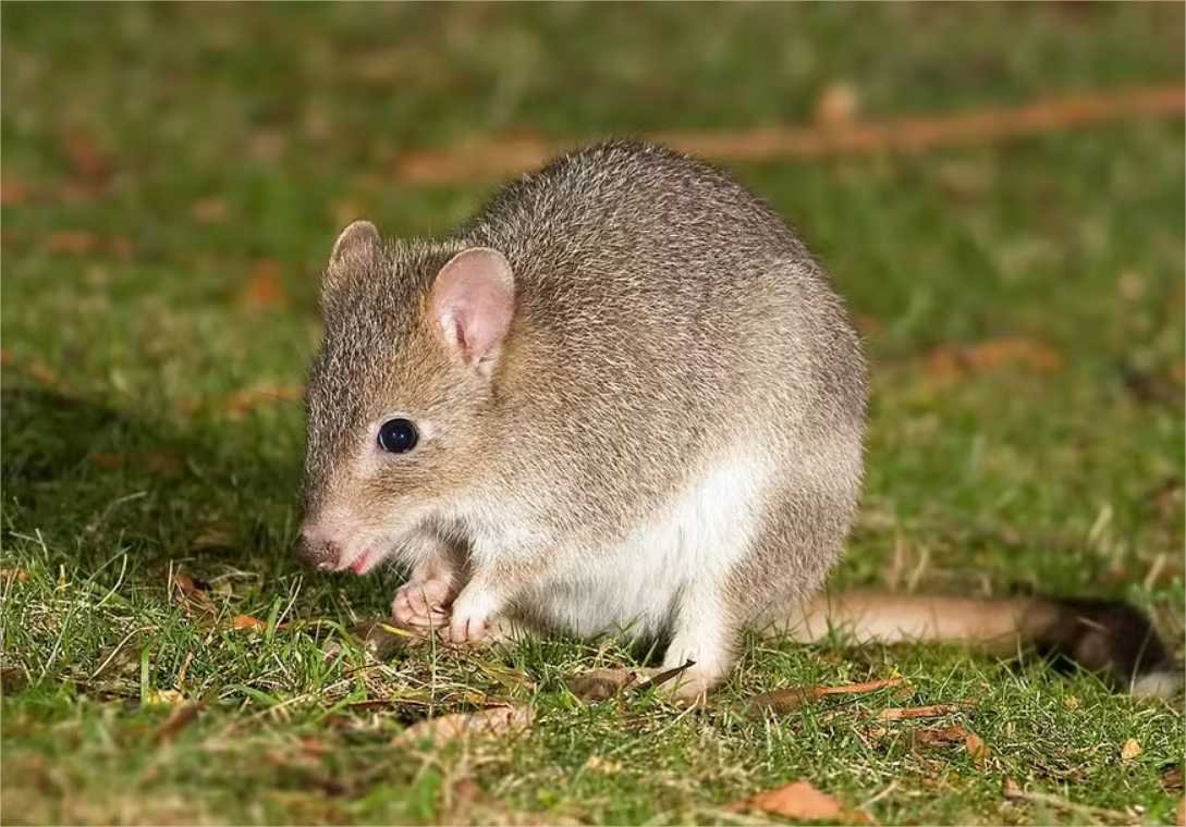 Espécie de marsupiais semelhantes a cangurus ressurgem após perigo de extinção