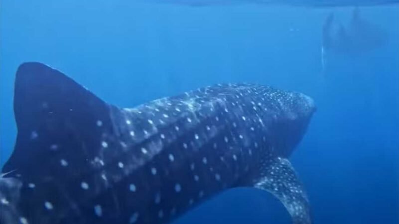 Mordidas de amor? Vídeo raro mostra “flerte” entre tubarões-baleia; assista