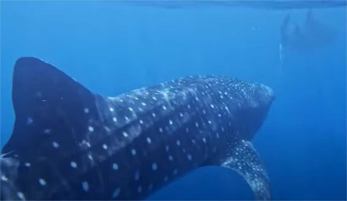 Mordidas de amor? Vídeo raro mostra “flerte” entre tubarões-baleia; assista