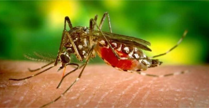 Dengue: sorotipo 3 volta a circular no Brasil e preocupa autoridades