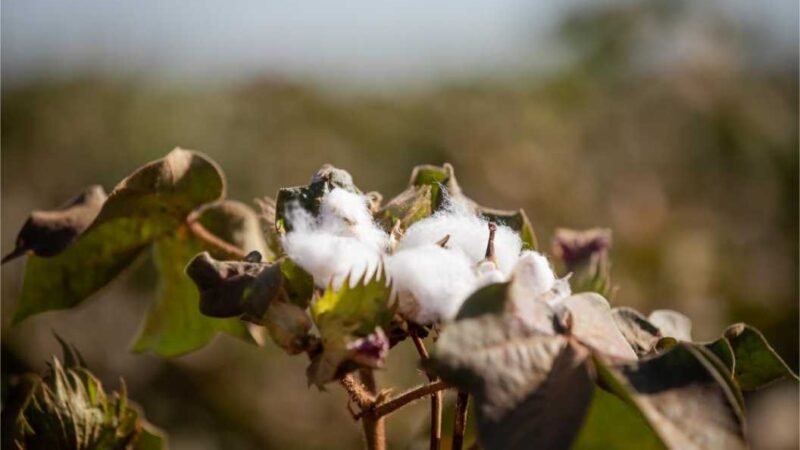 MT produz cerca de 70% do algodão sustentável do país e lidera setor